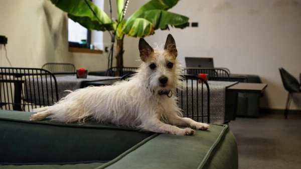 Central Lodge Hotel image 26